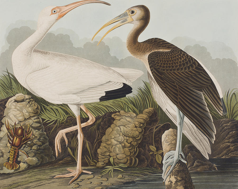 John James Audubon Painting - White Ibis by John James Audubon