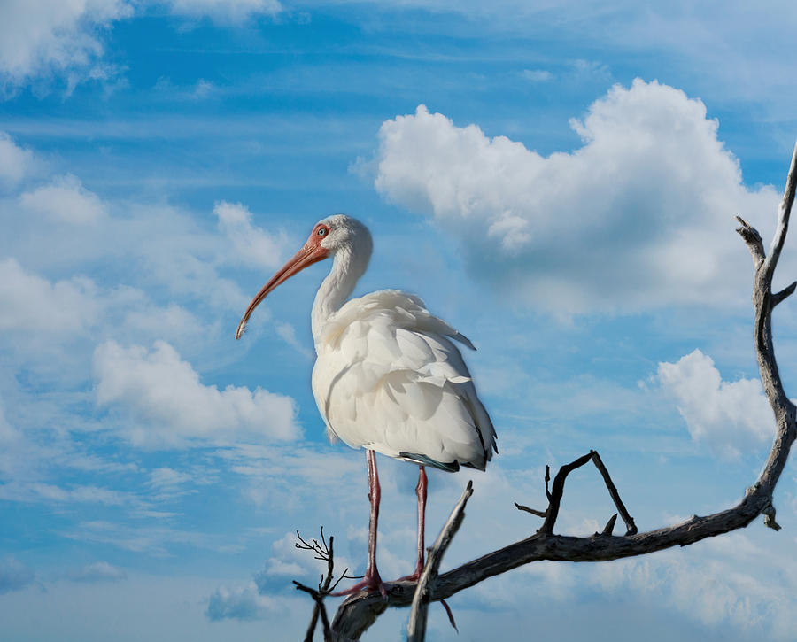 Ibis Photograph - White Ibis by Kim Hojnacki