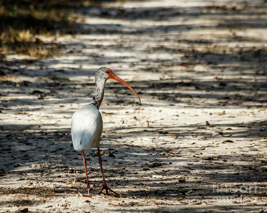 White Ibis Photograph by Les Greenwood