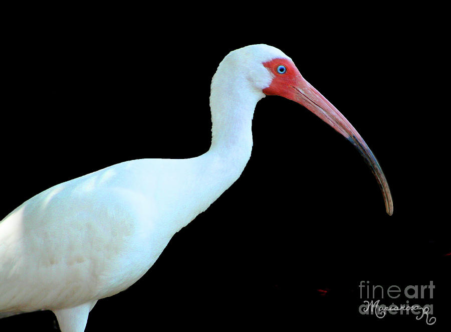 White Ibis Photograph by Mariarosa Rockefeller