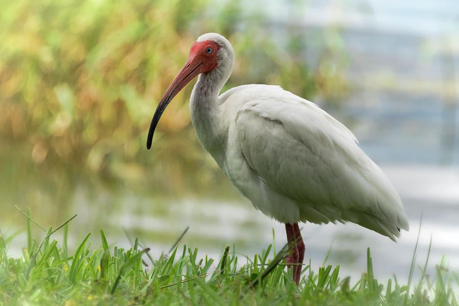 Ibis Photograph - White Ibis on the Florida Shore  by Saija Lehtonen