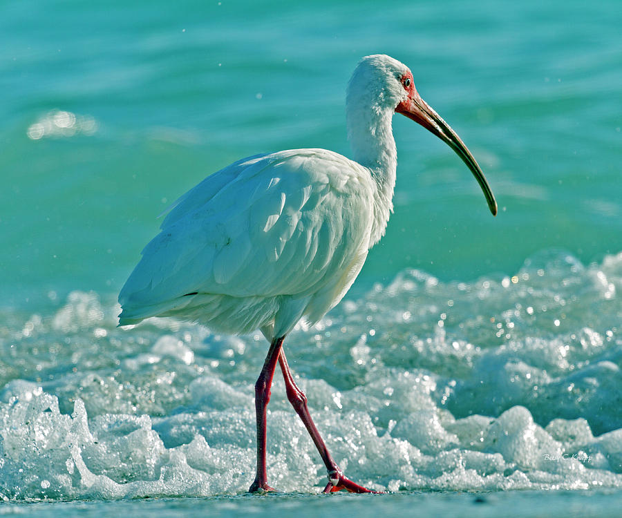 Ibis Photograph - White Ibis Paradise by Betsy Knapp