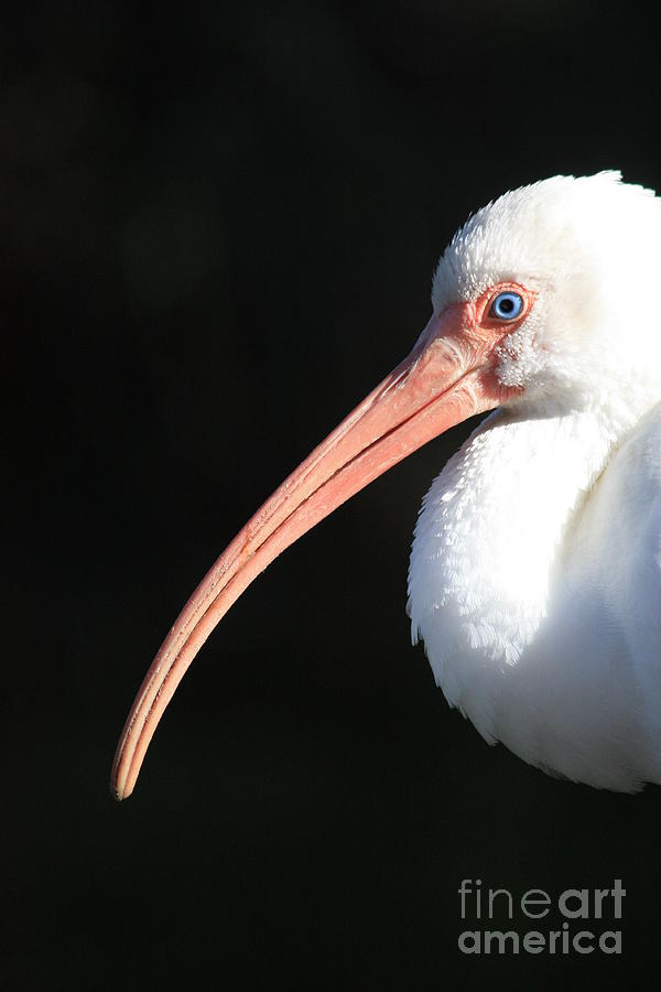 Bird Photograph - White Ibis Profile by Carol Groenen