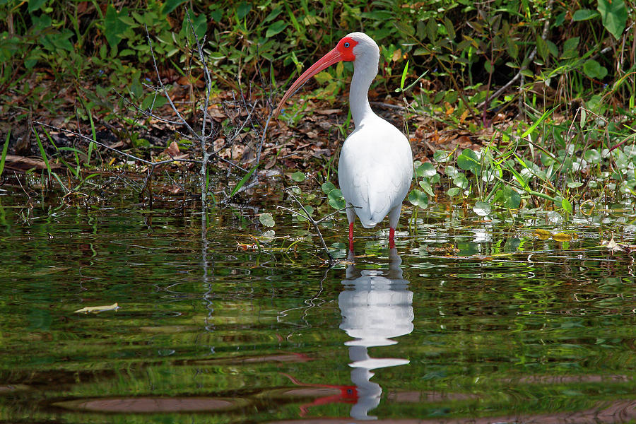 White Ibis Reflected Photograph by Sally Weigand