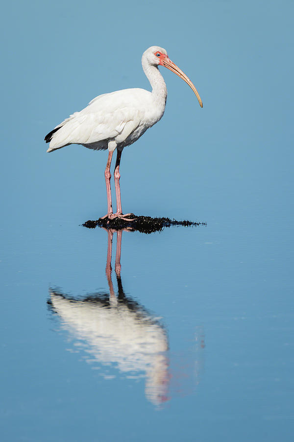 White Ibis Reflection Photograph by Dawn Currie
