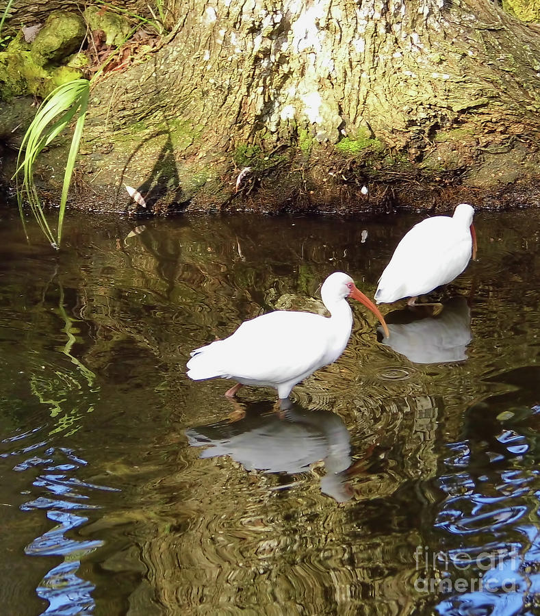 White Ibis Reflections Photograph by D Hackett