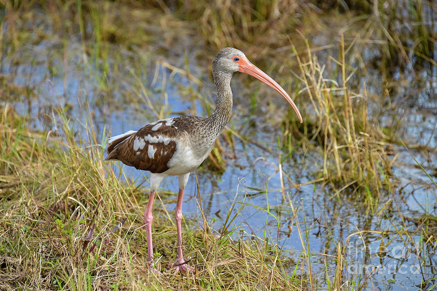 Young White Ibis Searching for Food Photograph by Bob Phillips