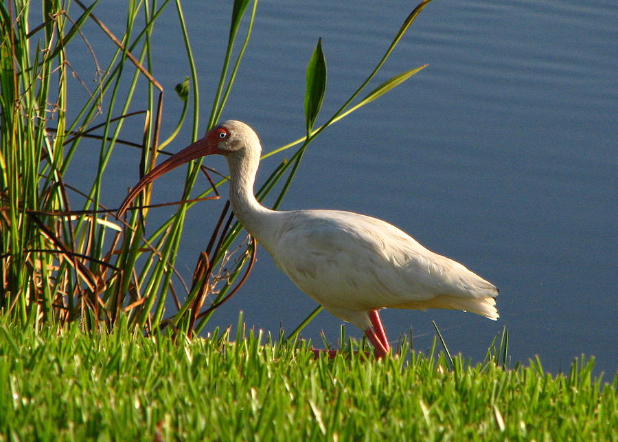 White Ibis Photograph by T Guy Spencer