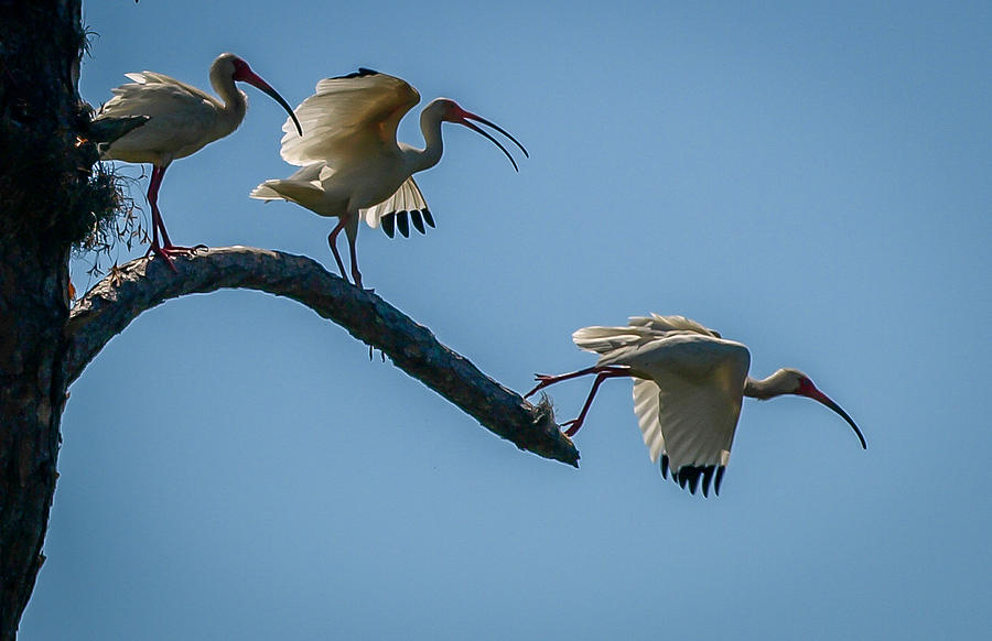 White Ibis Takeoff Photograph by Tom Claud