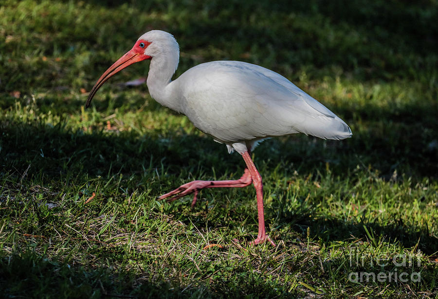Nature Photograph - White Ibis by Thomas Marchessault