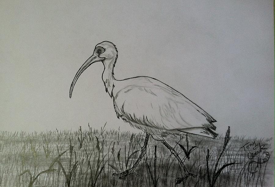 White Ibis Drawing by Tony Clark