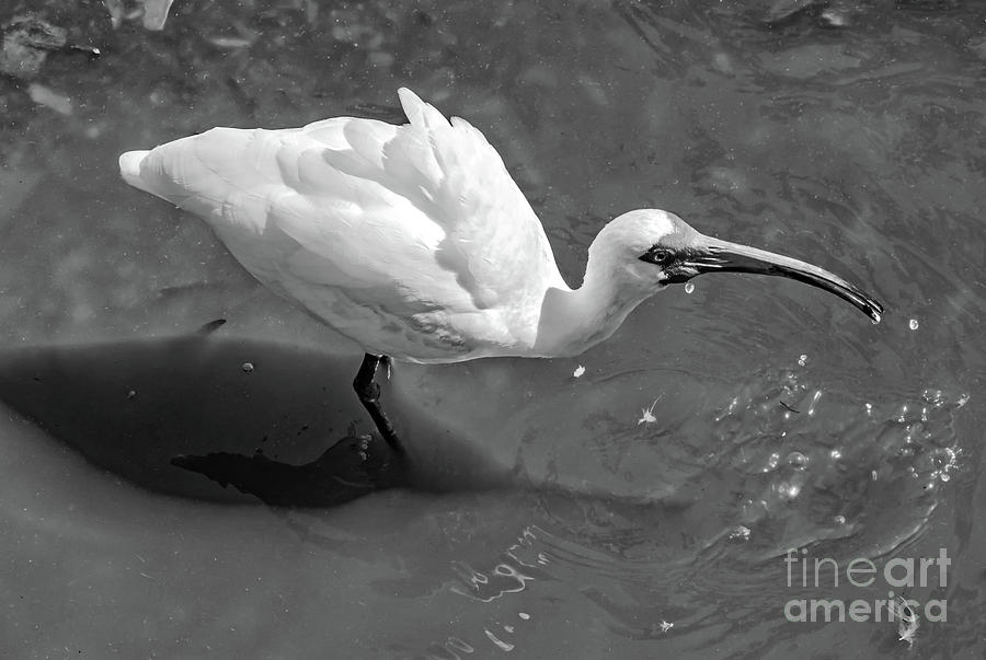 White Ibis With Water Droplets-bw Photograph