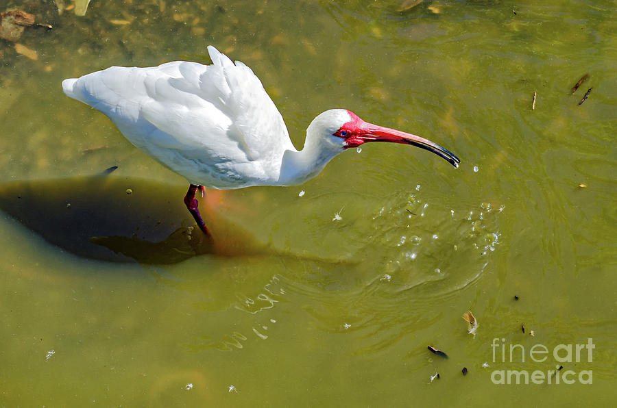 White Ibis With Water Droplets Photograph