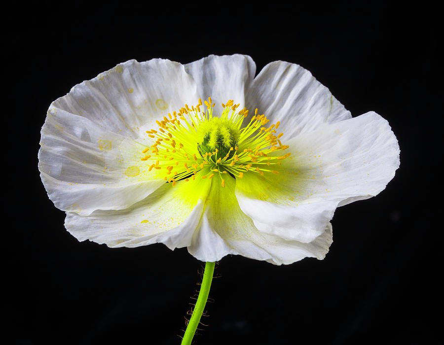 White Iceland Poppy Photograph by Garry Gay