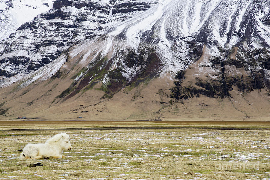 White Icelandic Horse Photograph by Brian Kamprath