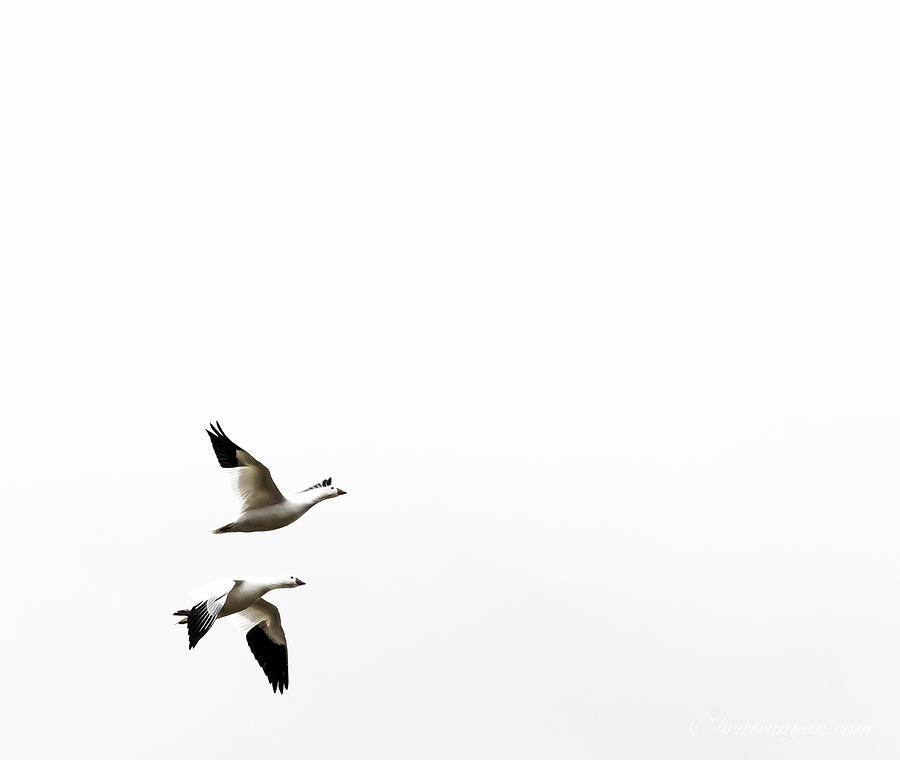 White in Flight Photograph by Britt Runyon