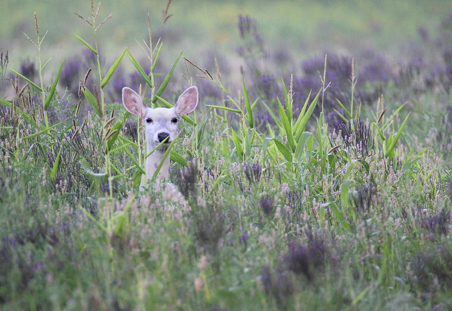 White In The Weeds Photograph by Brook Burling
