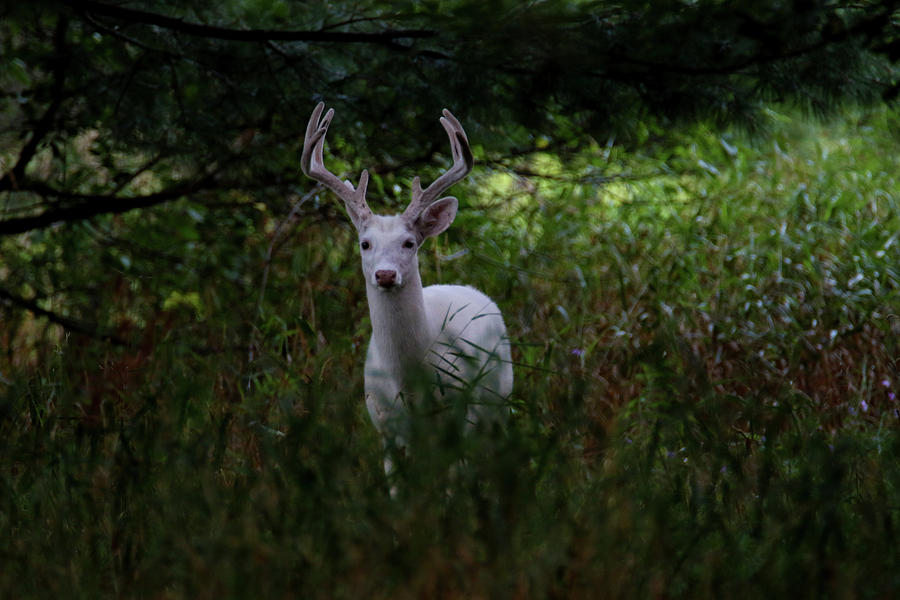White In the Woods Photograph by Brook Burling