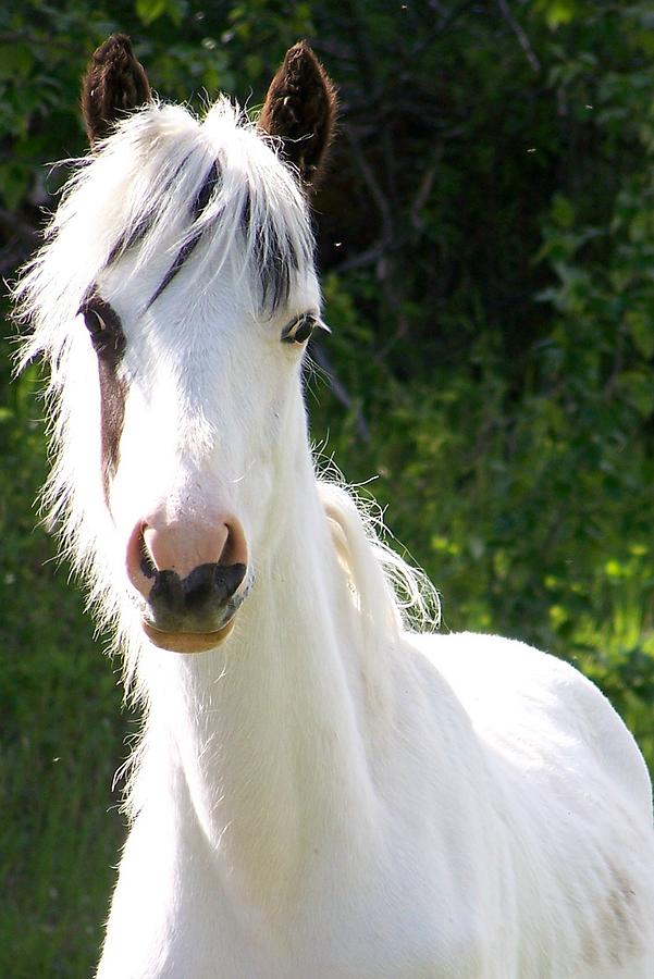 Tree Photograph - White Indian Pony by Greg Hammond