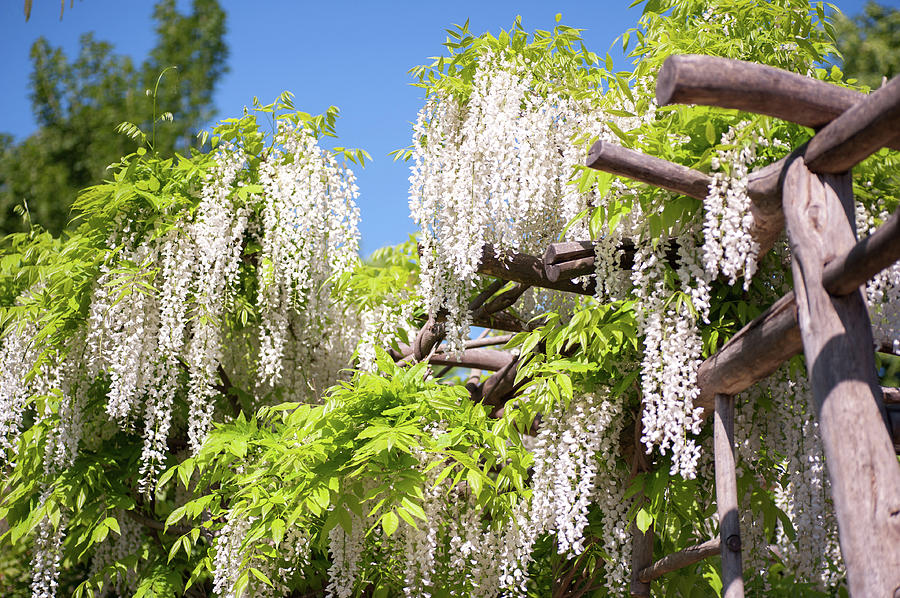 White Inflorescence of Flowering Wisteria Photograph by Jenny Rainbow