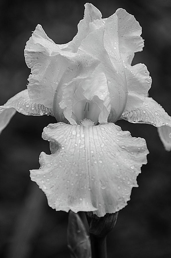 White Iris  -  Black and White 2 Photograph by Susan McMenamin