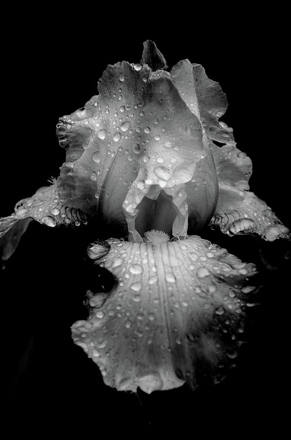 White Iris  -  Black and White Photograph by Susan McMenamin