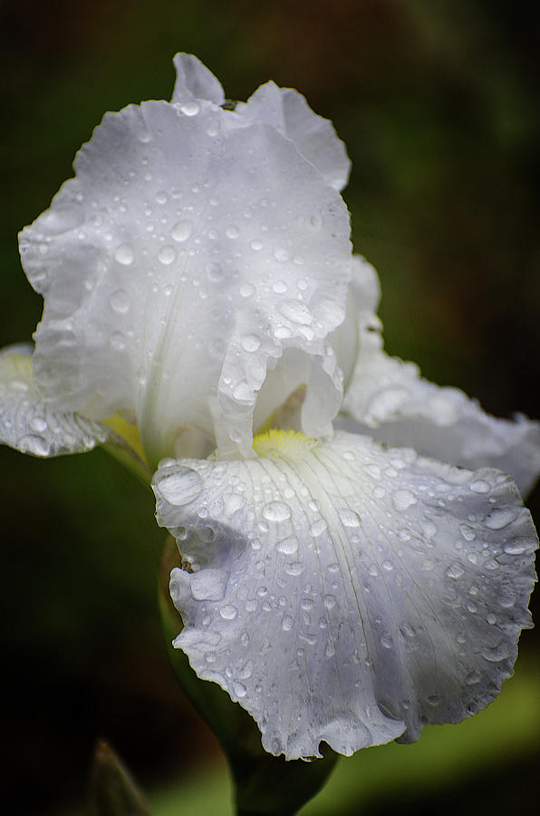 White Iris 2 Photograph by Susan McMenamin
