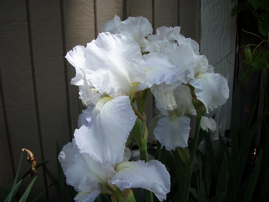 White Iris 6 Photograph by Tim Donovan