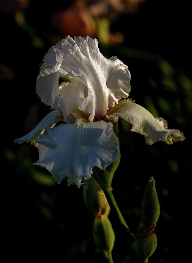 White Iris 6688 H_2 Photograph by Steven Ward