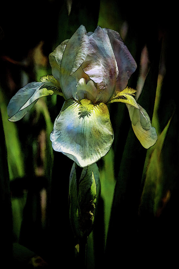 White Iris 9955 DP_2 Photograph by Steven Ward