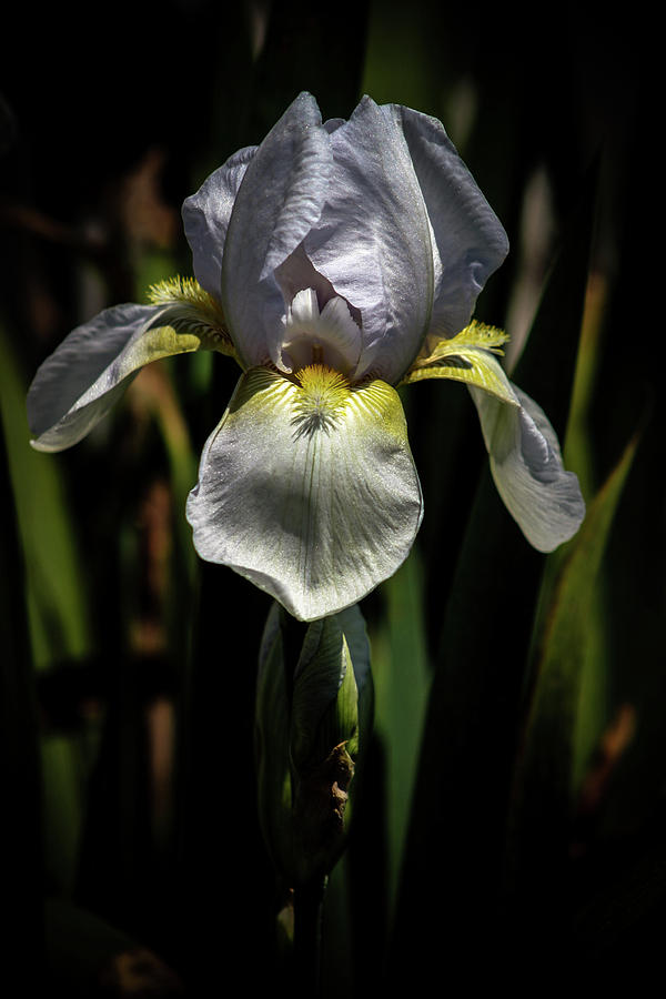 White Iris 9955 H_3 Photograph by Steven Ward