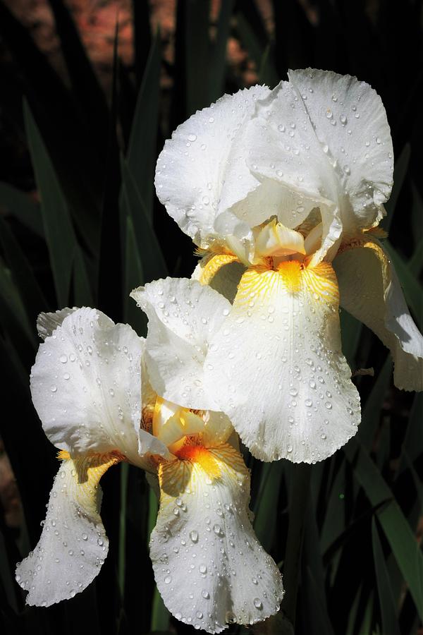 White Iris After the Rain Photograph by Sheila Brown