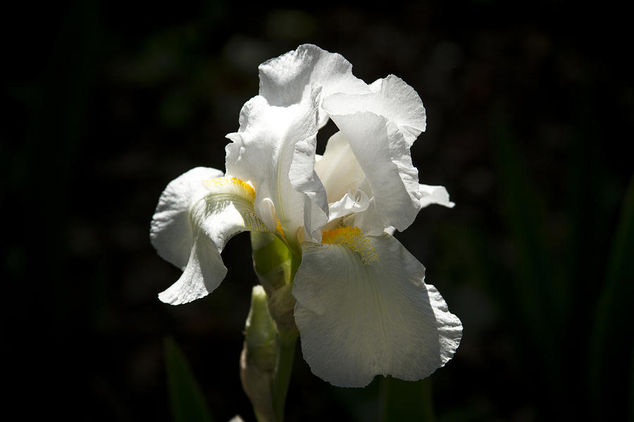 White Iris and Sunlight Photograph by Reid Callaway