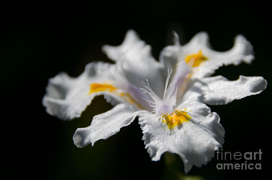 White Iris Photograph by Andrea Anderegg