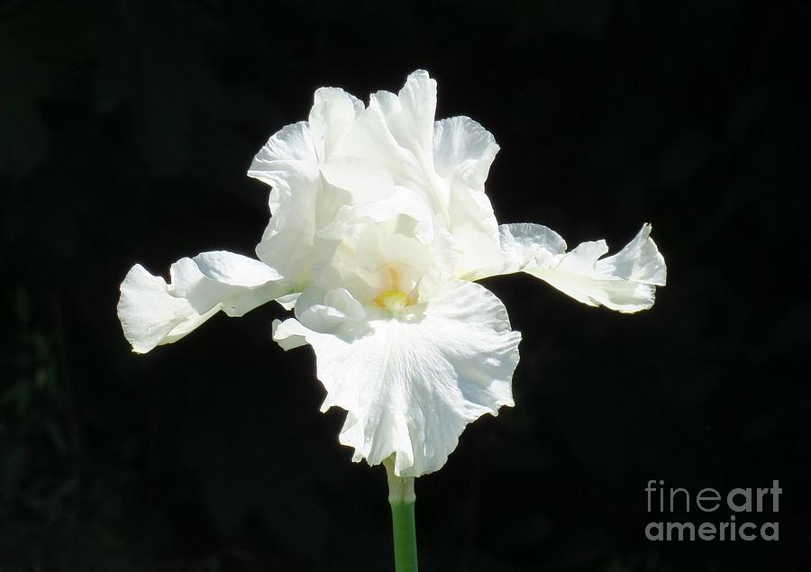 White Iris Photograph by Anita Adams