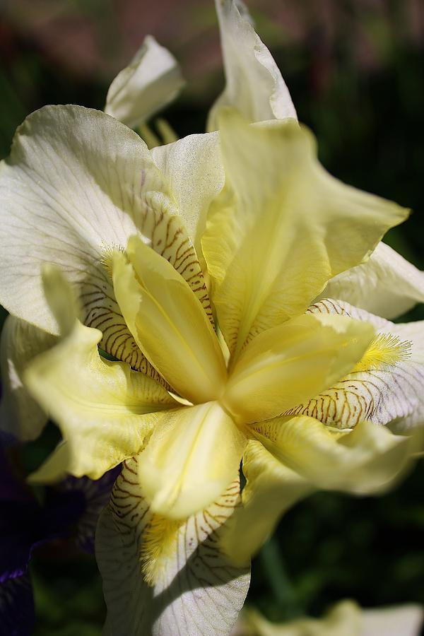 White Iris Photograph by Bruce Bley