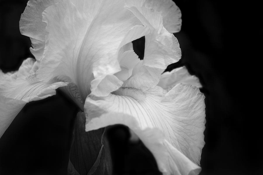 White Iris Photograph by Cheryl Day