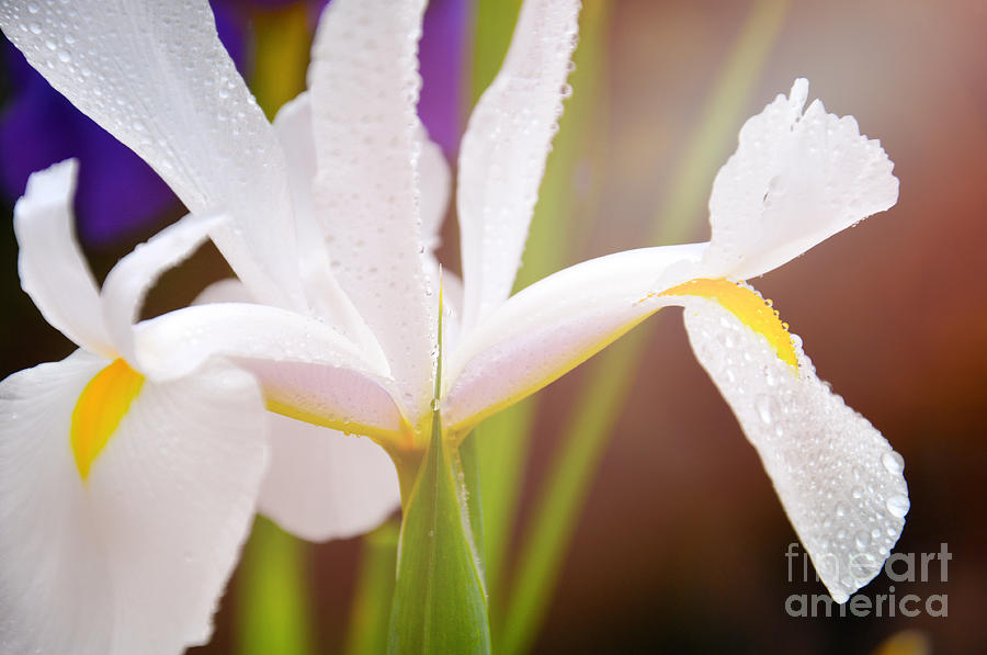 White Iris close-up after rain.  Photograph by Milleflore Images