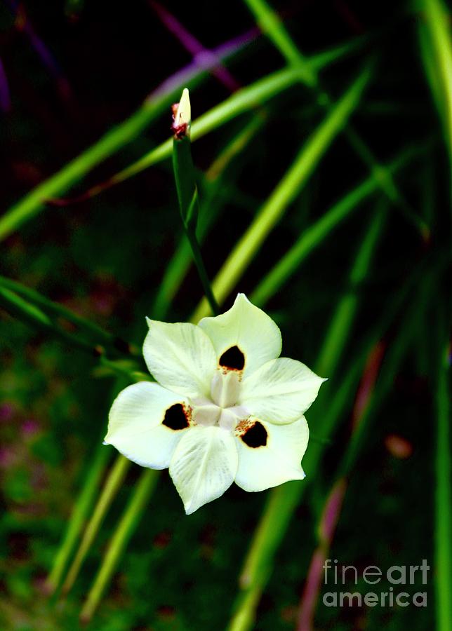 White Iris Photograph by Craig Wood