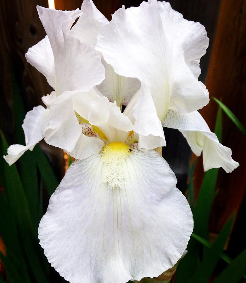 White Iris Delight Photograph by Christine Chin-Fook
