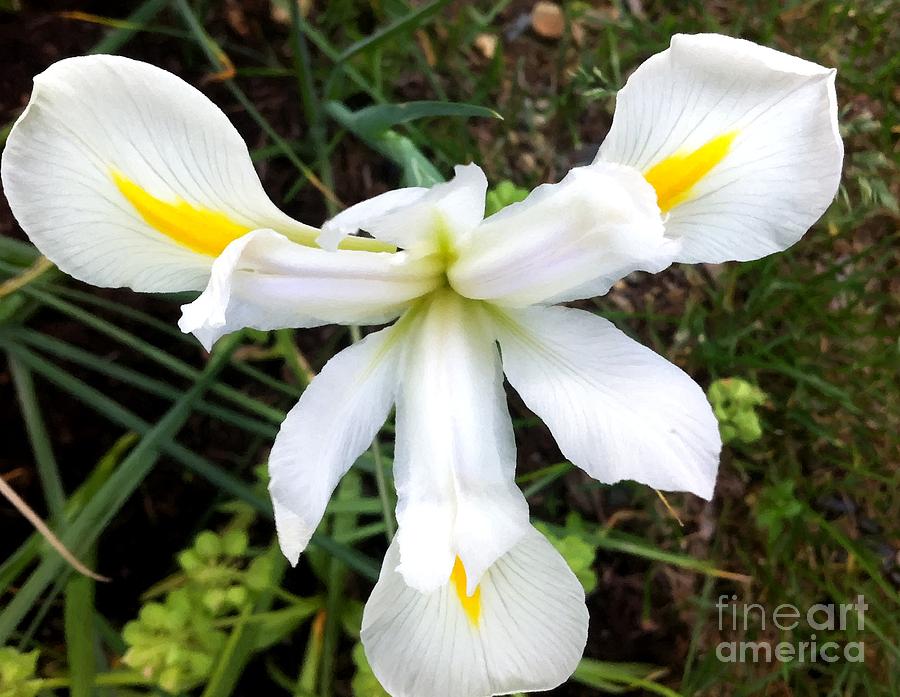 White Iris Digital Painting Photograph by Barbara A Griffin