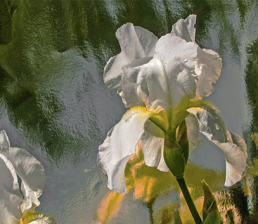 White Iris Photograph by Don Spenner