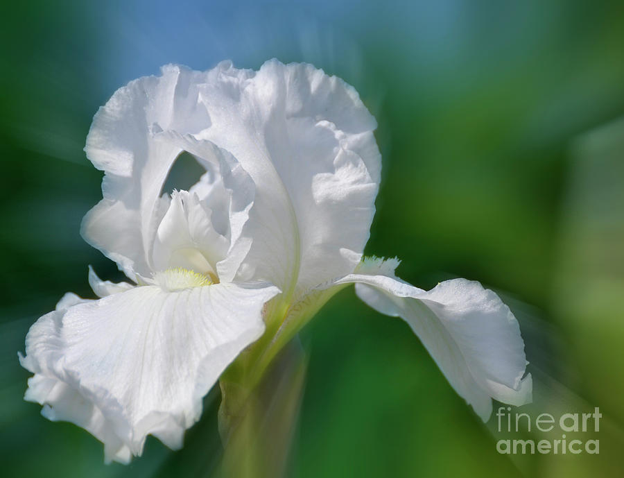 White Iris Photograph by Elaine Manley