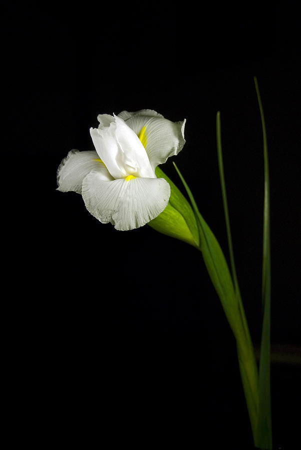 White Iris Photograph by Elsa Santoro