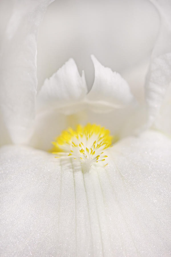 Nature Photograph - White Iris Flower in Macro by Jennie Marie Schell