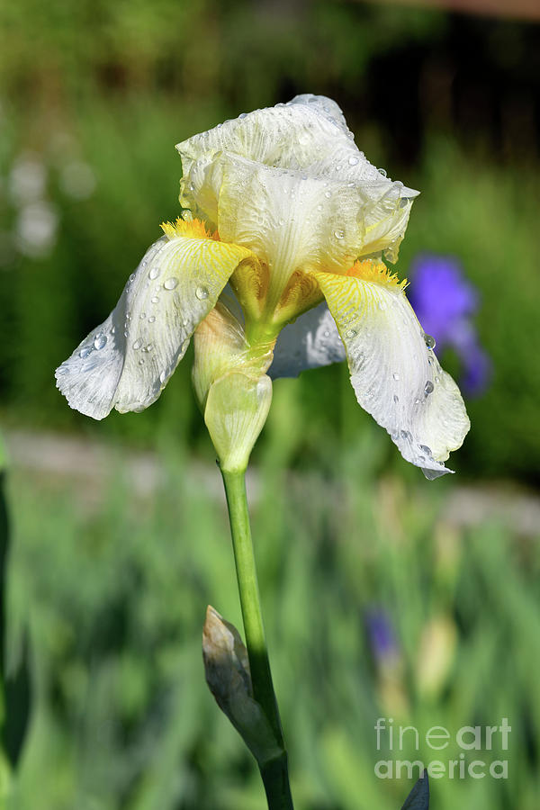 White iris flower with dewdrops Photograph by George Atsametakis