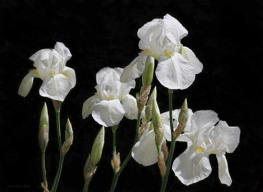 White Iris Flowers in The Garden Photograph by Jennie Marie Schell