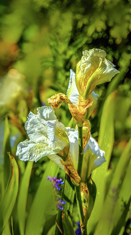 White iris #g4 Photograph by Leif Sohlman