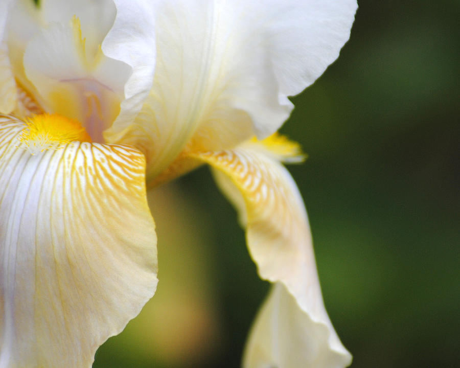 White Iris I Photograph by Jai Johnson