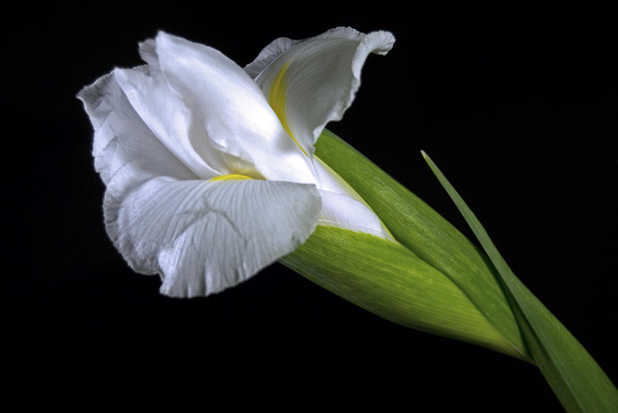 White Iris II Photograph by Elsa Santoro